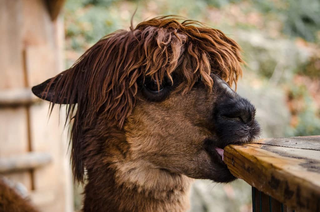 Kindergeburtstag mit Alpakas feiern