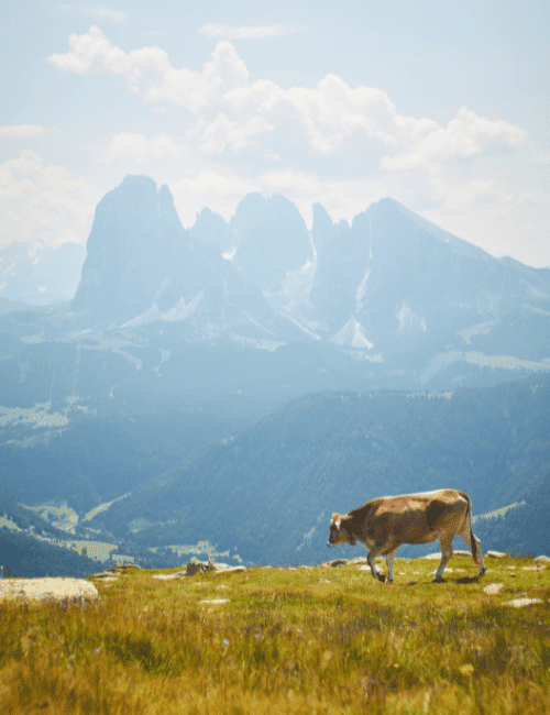 Kuh Allgäu Berge