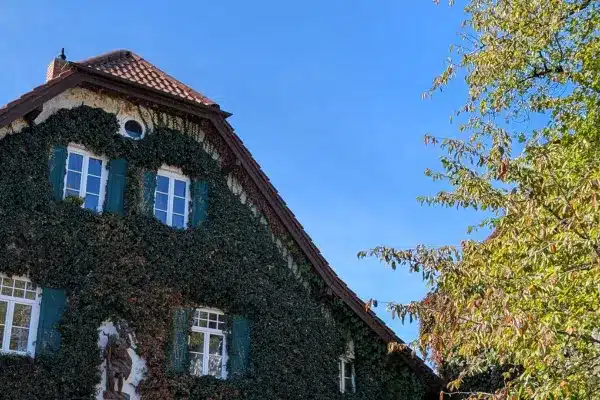 Haus mit Efeu bewachsen