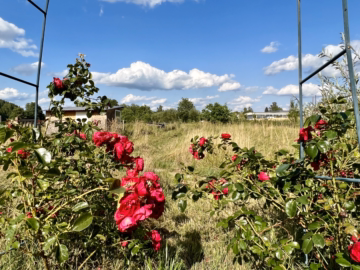 Garten - Einfamilienhaus mit viel Potenzial in Ortsrandlage von Fischach zu kaufen